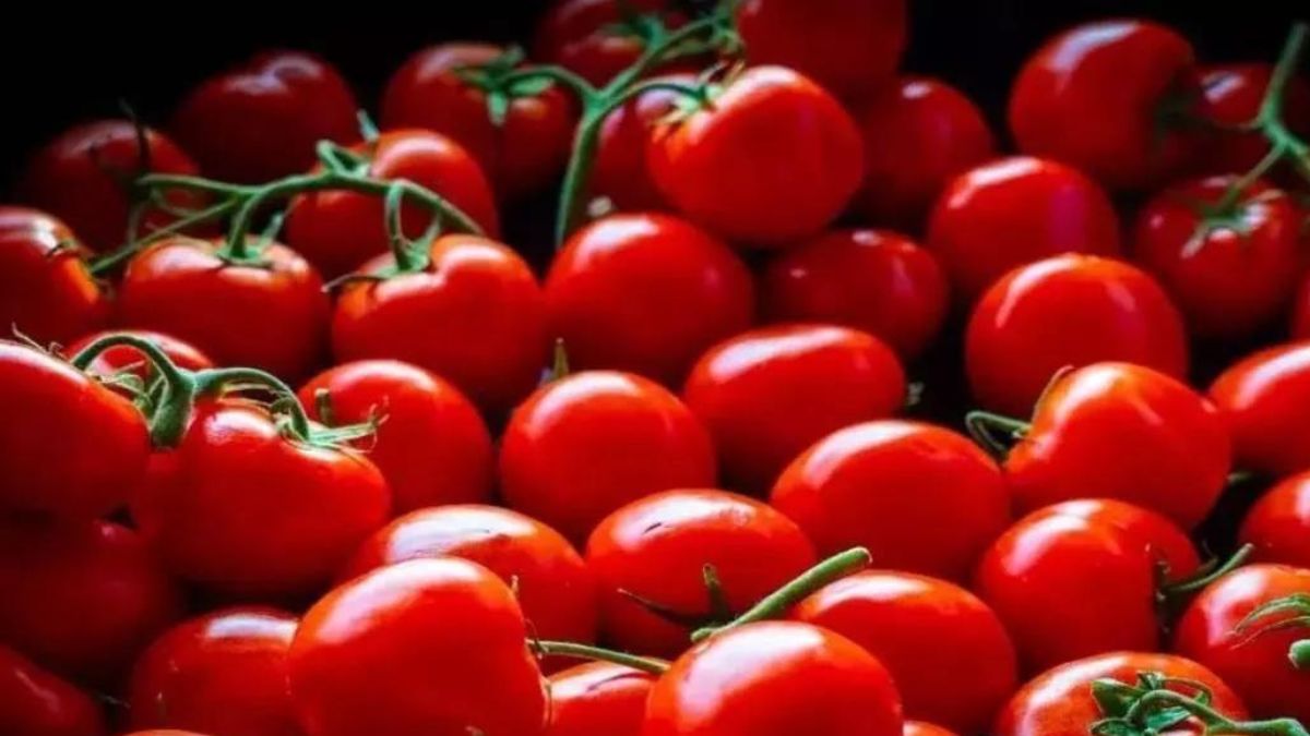 Tomato Price Drop Tomatoes Now Available At Rs 20 Per Kg In Karnataka